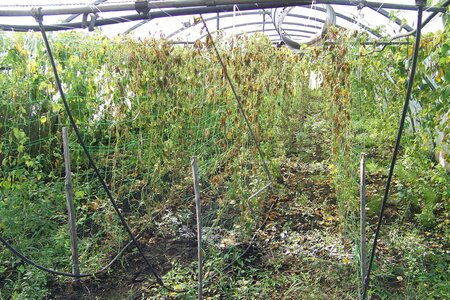 après la pluie, les coco rouges qui étaient eux déjà un peu en peine, n'ont pas résisté