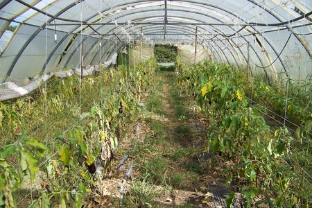après la pluie, aubergines sous tunnels K.O.