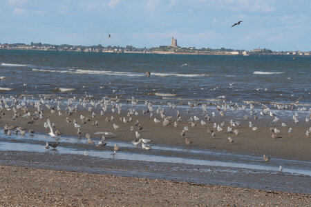 20220916 De Sainte-Mère-Eglise à Quinéville, IMG_4262 Saint-Vaast depuis la plage de Quinéville