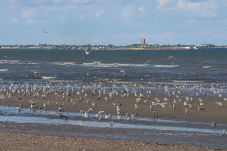 20220916 De Sainte-Mère-Eglise à Quinéville, IMG_4263 Saint-Vaast depuis la plage de Quinéville