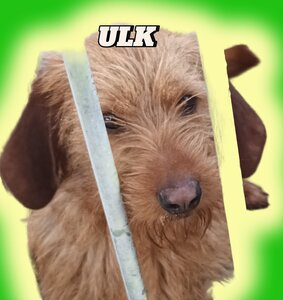 LES CHIENS(NES) Basset fauve de Bretagne de la font de l'Arca, 6 ULK