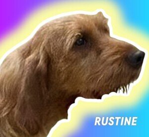 LES CHIENS(NES) Basset fauve de Bretagne de la font de l'Arca, RUSTINE