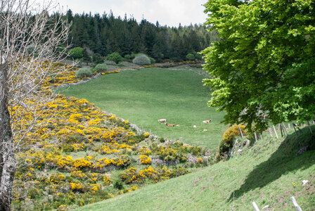 LES CEVENNES 2ème jour le 22 mai 2024 Le mont Lozère et le sommet de Finiels, DSC_0231