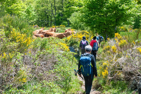 LES CEVENNES 4ème jour le 24 mai 2024 De Felgérolles au pont du Tarn, DSC_0712