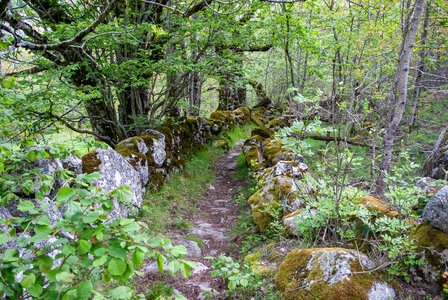 LES CEVENNES 4ème jour le 24 mai 2024 De Felgérolles au pont du Tarn, DSC_0725