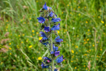 LES CEVENNES 5ème jour le 25 mai 2024 Le lac de Villefort et La Garde-Guérin, DSC_0919
