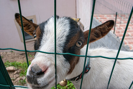 LES CEVENNES 5ème jour le 25 mai 2024 Le lac de Villefort et La Garde-Guérin, DSC_0950