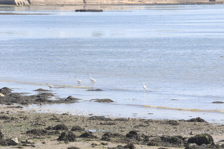 20220917 De Quinéville à Saint-Vaast-La-Hougue, IMG_4348 Aigrettes blanches au Dic Moulin