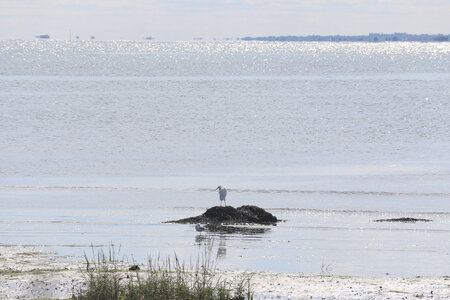 20220917 De Quinéville à Saint-Vaast-La-Hougue, IMG_4353 Aigrette blanche au Carvallon