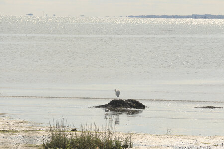 20220917 De Quinéville à Saint-Vaast-La-Hougue, IMG_4354 Aigrette blanche au Carvallon