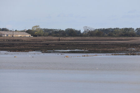 20220918 Saint-Vaast-La-Hougue et Tatihou, IMG_4407 Les parcs à huitres de Saint-Vaast