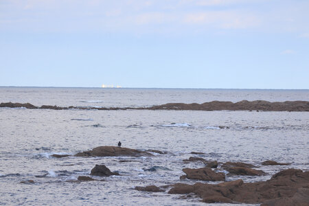 20220919 De Saint-Vaast-La-Hougue à Gatteville-le-Phare, IMG_4575 Cormoran au Fligard