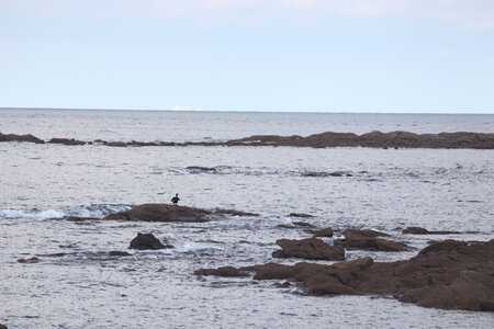 20220919 De Saint-Vaast-La-Hougue à Gatteville-le-Phare, IMG_4577 Cormoran au Fligard