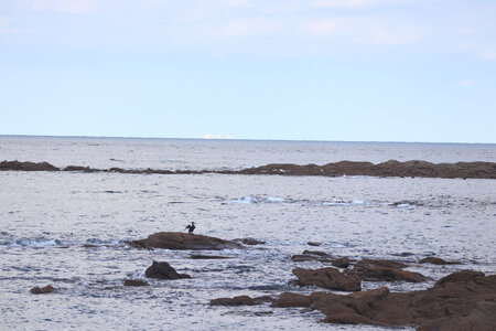 20220919 De Saint-Vaast-La-Hougue à Gatteville-le-Phare, IMG_4578 Cormoran au Fligard