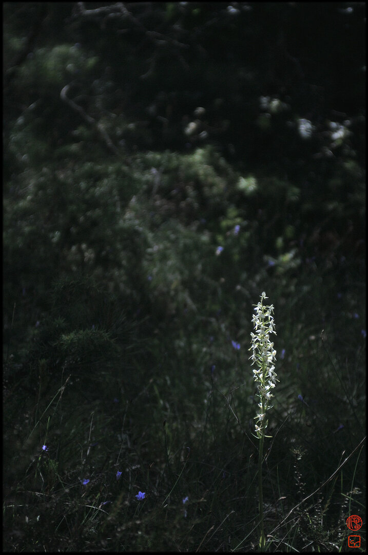 Photo couleur format portrait
Dans l'ombre dense d'une forêt au taillis épais, dans le quart inférieur droit apparaît la haute hampe florale garnie d'un grand nombre de leurs blanches d'une variété d'orchidée sauvage, seul élément de l'image violemment éclairé par un unique rayon de soleil ayant percé la voûte de feuilles.
Ça et là éclatent les taches vives de minuscules fleurs bleues. Dans le flou de l'arrière plan on distingue quelques pompons clairs émergeant d'une profonde obscurité.