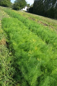 après la pluie, les fenouils montent en fleurs, c'est pas normal et cela pour la troisième fois cette année