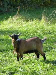 Les bestioles du verger, Georgette