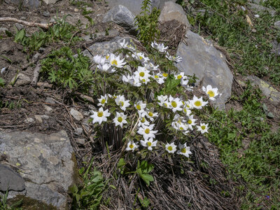 06-06-24_vallon de Chichin, P1095625