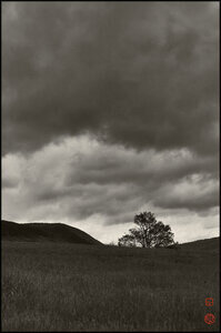 goofypix_public, arbre seul gilles le corre 26 avril