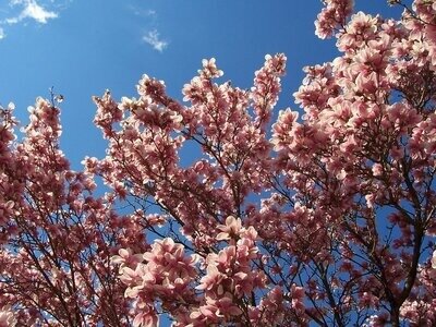 goofypix_public, magnolia and sky