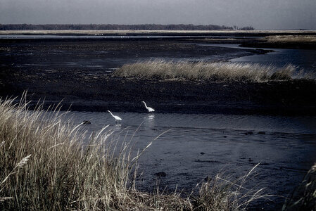 blogpix2, deuxaigrettescouleur