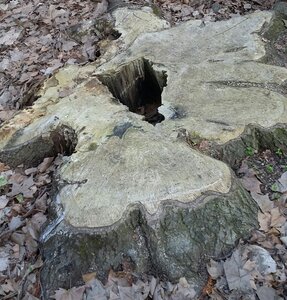 blogpix2, 20240607_074406-1