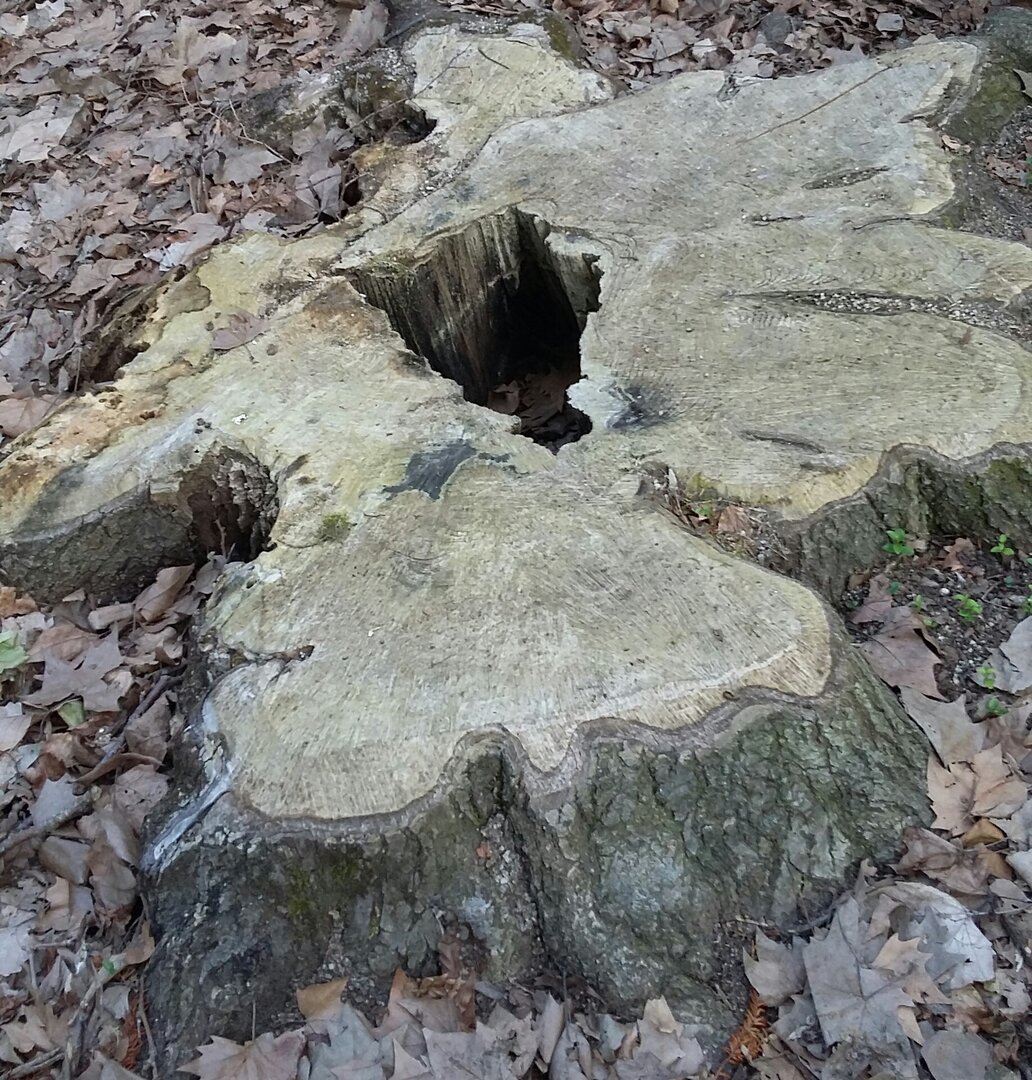 souche grise d'un gros arbre, avec un trou au milieu