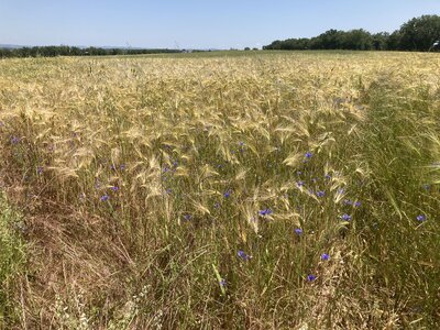 Cordes, IMG_0892
