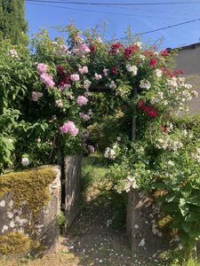 Cordes, IMG_0920