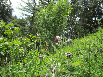 Tour de la Greysinière, IMG_4822