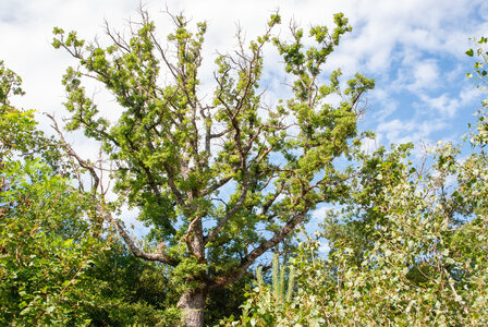 Départ Laragne pour la crête de Chabres le 25 juin 2024, DSC_0395