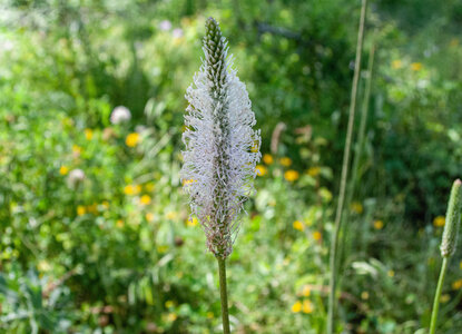 Départ Laragne pour la crête de Chabres le 25 juin 2024, DSC_0416