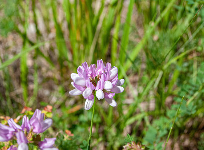 Départ Laragne pour la crête de Chabres le 25 juin 2024, DSC_0419