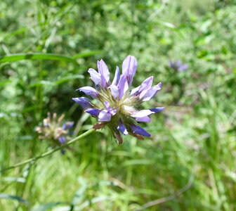 Départ Laragne pour la crête de Chabres le 25 juin 2024, DSC_0424