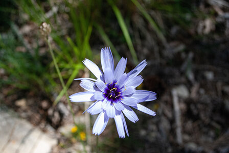 Départ Laragne pour la crête de Chabres le 25 juin 2024, DSC_0429