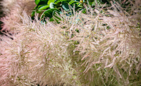 Départ Laragne pour la crête de Chabres le 25 juin 2024, DSC_0444