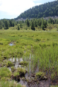 Lacs et Tourbières du Col Bas, Lacs et Tourbières du Col Bas 010