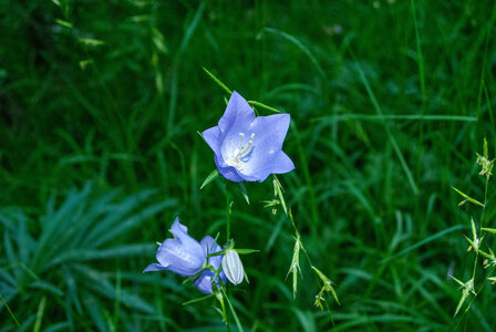 Boucle Rousset-Viere  LE 09072024, DSC_0573