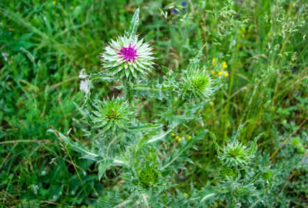 Ste Marguerite, l'Oriol Ste Marguerite le 11072024, DSC_0644