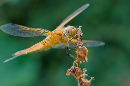 2024-06-24_macro_jardin, 20240624-macro_jardin-237__wp