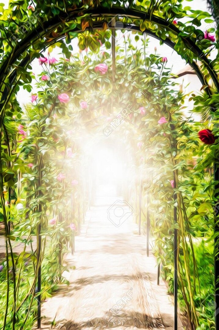 image : roseraie en plein soleil