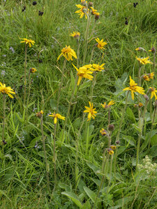 Maurienne_07-2024, P1095922