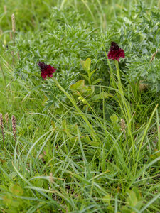 Maurienne_07-2024, P1095946