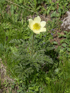 Maurienne_07-2024, P1095858