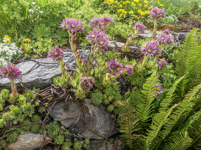 Maurienne_07-2024, P1095901