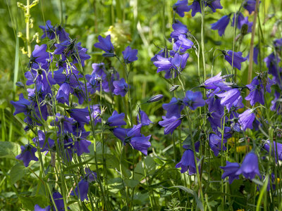 Maurienne_07-2024, P1095825