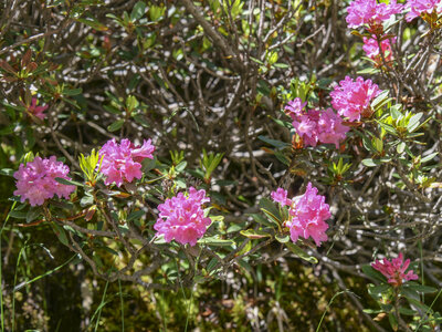 Maurienne_07-2024, P1095831