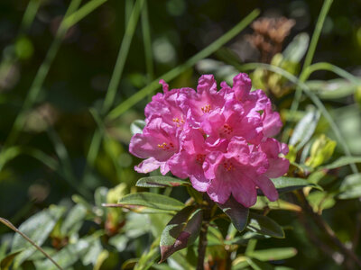 Maurienne_07-2024, P1095832