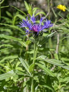 Maurienne_07-2024, P1095834