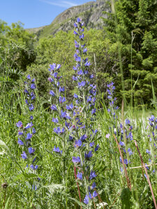 Maurienne_07-2024, P1095837